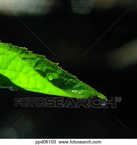 leaf, leaves, spring, plant, dew, leaf View Large Photo Image Stock Image - leaf, leaves, spring, plant, dew, leaf. Fotosearch