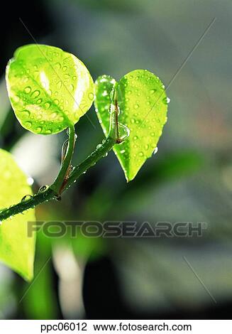 leaf, leaves, spring, Scindapsus, plant, dew View Large Photo Image Stock Image - leaf, leaves, spring, Scindapsus, plant, dew. Fotosearch