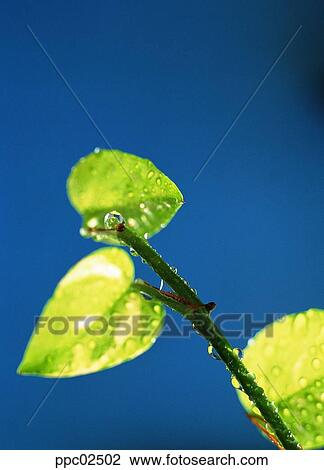 leaf, leaves, water drop, spring, plant, dew View Large Photo Image Stock Image - leaf, leaves, water drop, spring, plant, dew. Fotosearch