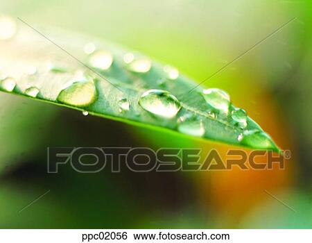 Stock Photograph - leaf, leaves, water drop, spring, plant, dew. Fotosearch