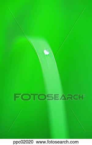 leaf, water drop, dew, plant, spring, 0005 View Large Photo Image Stock Image - leaf, water drop, dew, plant, spring, 0005. Fotosearch