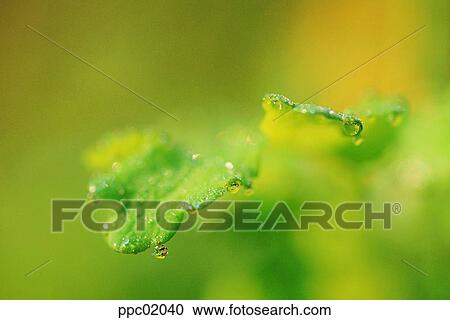 leaves, spring, leaf, dew, plant, 0027 View Large Photo Image Stock Image - leaves, spring, leaf, dew, plant, 0027. Fotosearch