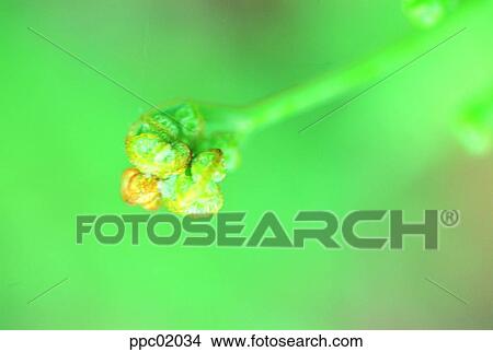 nature, spring, leaves, leaf, plant, 0020 View Large Photo Image Picture - nature, spring, leaves, leaf, plant, 0020. Fotosearch