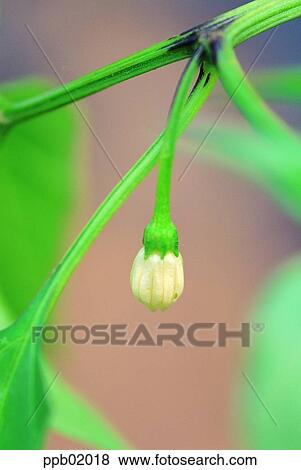 outdoor, red pepper blossom, spring, day, flower bud, 0040 View Large Photo Image Stock Photo - outdoor, red pepper blossom, spring, day, flower bud, 0040. Fotosearch