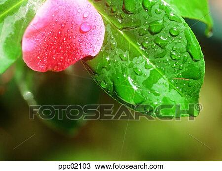 Stock Image - petal, water drop, spring, plant, dew, leaf. Fotosearch