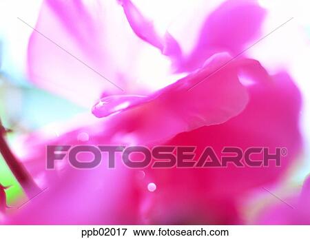 pink flower, flower, pink, spring, petal, 0038 View Large Photo Image Stock Photo - pink flower, flower, pink, spring, petal, 0038. Fotosearch