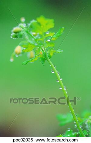 Stock Photography - plant, field flower, spring, grass, wild flower, 0021. Fotosearch