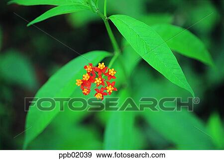 plant, flower, red flower, spring, day, outdoor, 0084 View Large Photo Image Stock Photo - plant, flower, red flower, spring, day, outdoor, 0084. Fotosearch