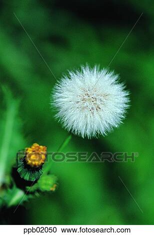 Stock Image - plant, flower, spring, dandelion spore, dandelion, 0100. Fotosearch