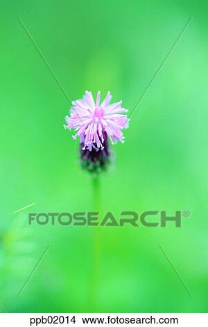 plant, flower, spring, wild flower, field flower, 0035 View Large Photo Image Picture - plant, flower, spring, wild flower, field flower, 0035. Fotosearch