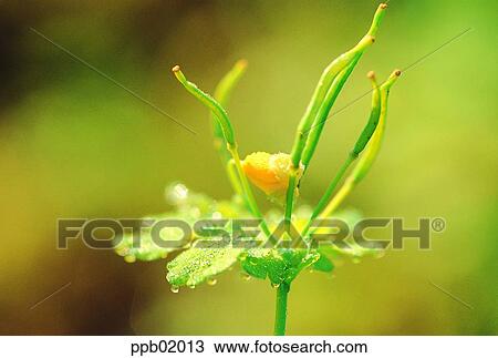 plant, flower, spring, wild flower, field flower, 0034 View Large Photo Image Stock Image - plant, flower, spring, wild flower, field flower, 0034. Fotosearch
