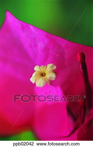 Stock Image - plant, flower, stamen, red flower, spring, 0087. Fotosearch