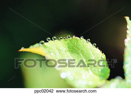 plant, leaf, spring, water drop, leaves, 0039 View Large Photo Image Stock Image - plant, leaf, spring, water drop, leaves, 0039. Fotosearch