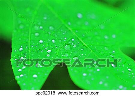 plant, leaf, spring, water drop, leaves, 0003 View Large Photo Image Stock Photo - plant, leaf, spring, water drop, leaves, 0003. Fotosearch