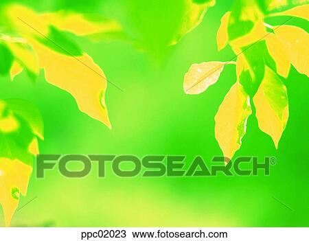 Stock Image - plant, tree, spring, leaves, leaf, 0008. Fotosearch