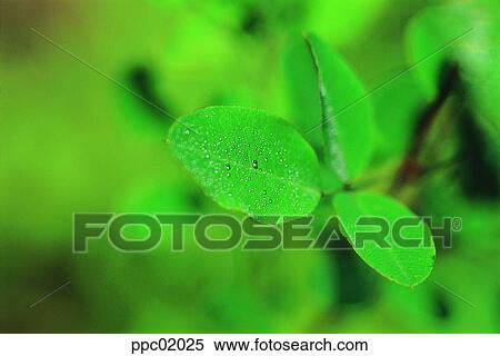 plant, tree, spring, leaves, leaf, 0010 View Large Photo Image Stock Photography - plant, tree, spring, leaves, leaf, 0010. Fotosearch