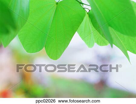 plant, tree, spring, leaves, leaf, 0011 View Large Photo Image Stock Photograph - plant, tree, spring, leaves, leaf, 0011. Fotosearch