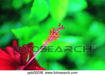 red flower, flower, spring, day, the pistils and stamens of a flower, 0083 View Large Photo Image Stock Photo - red flower, flower, spring, day, the pistils and stamens of a flower, 0083. Fotosearch