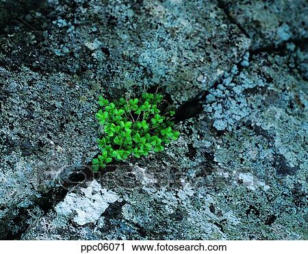 Stock Image - rock, spring, plant, cinquefoil, crack, gab. Fotosearch