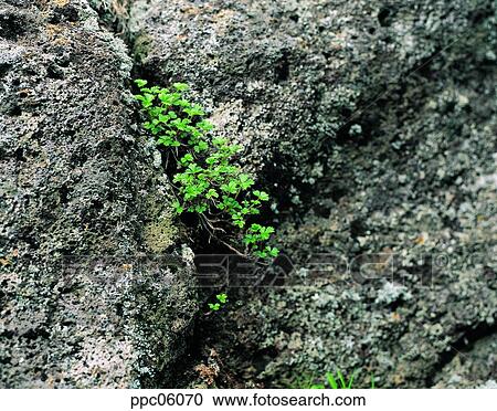 rock, spring, plant, crack, gab, crack View Large Photo Image Stock Image - rock, spring, plant, crack, gab, crack. Fotosearch
