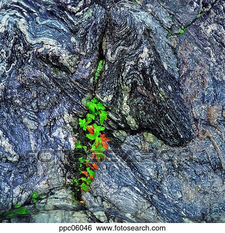 Stock Photograph - rock, spring, plant, crack, gab, crack. Fotosearch