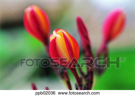 several blossoms, flower, plant, spring, flower bud, 0081 View Large Photo Image Stock Photograph - several blossoms, flower, plant, spring, flower bud, 0081. Fotosearch