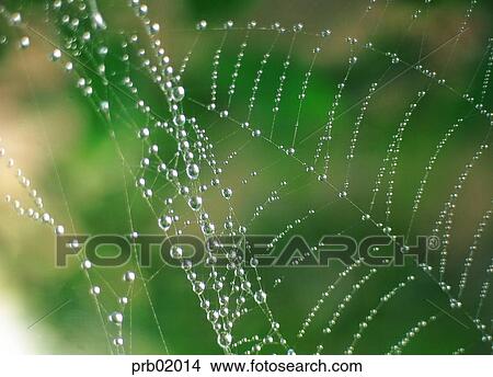 spider's web, cobweb, water drop, spring, dew, dew View Large Photo Image Picture - spider's web, cobweb, water drop, spring, dew, dew. Fotosearch