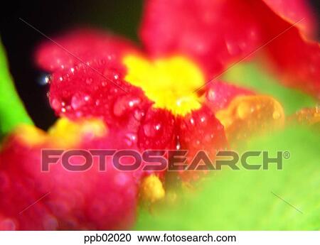 spring flower, flower, spring, spring, petal, 0046 View Large Photo Image Stock Image - spring flower, flower, spring, spring, petal, 0046. Fotosearch