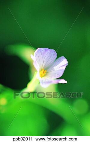 spring, flower, wild flower, field flower, day, 0032 View Large Photo Image Stock Image - spring, flower, wild flower, field flower, day, 0032. Fotosearch