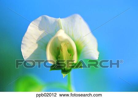 Stock Image - spring, flower, wild flower, field flower, day, 0033. Fotosearch