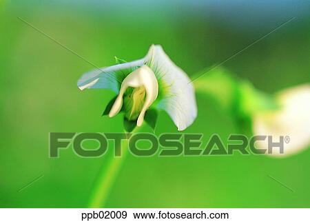 spring, flower, wild flower, field flower, day, 0030 View Large Photo Image Stock Photo - spring, flower, wild flower, field flower, day, 0030. Fotosearch