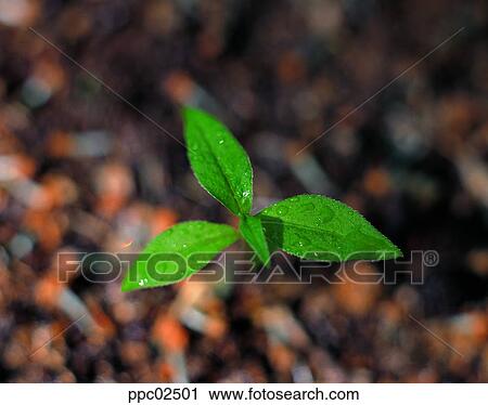 spring, spring, sprout, bud, bud, plant View Large Photo Image Stock Image - spring, spring, sprout, bud, bud, plant. Fotosearch