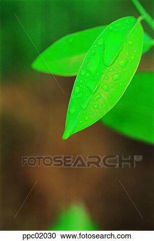 Stock Image - spring, tree, water drop, leaves, leaf, 0016. Fotosearch