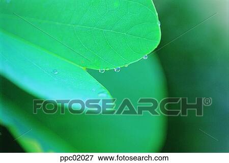 Stock Photo - spring, tree, water drop, leaves, leaf, 0012. Fotosearch