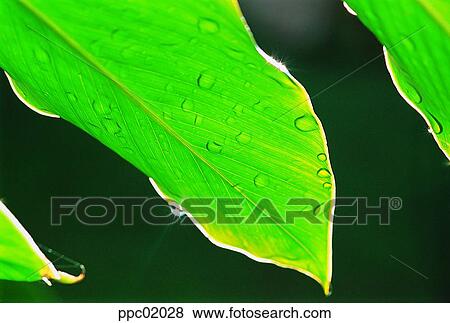 Stock Photo - spring, tree, water drop, leaves, leaf, 0013. Fotosearch