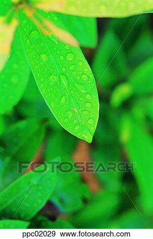 Stock Photo - spring, tree, water drop, leaves, leaf, 0015. Fotosearch