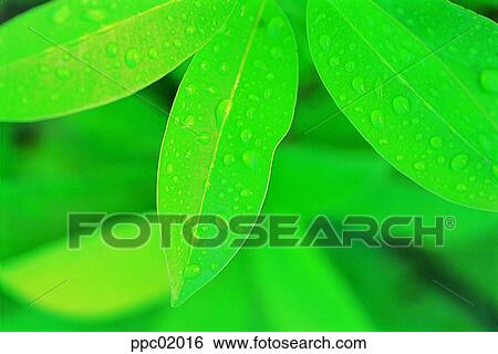 spring, tree, water drop, leaves, leaf, 0001 View Large Photo Image Stock Photograph - spring, tree, water drop, leaves, leaf, 0001. Fotosearch