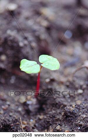 sprout, seminal leaf, spring, spring, seed leaf, 0103 View Large Photo Image Stock Photo - sprout, seminal leaf, spring, spring, seed leaf, 0103. Fotosearch