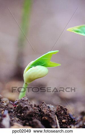 sprout, seminal leaf, spring, spring, seed leaf, 0104 View Large Photo Image Stock Photo - sprout, seminal leaf, spring, spring, seed leaf, 0104. Fotosearch