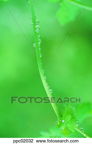 Stock Image - stalk, water drop, stem, plant, spring, 0018. Fotosearch