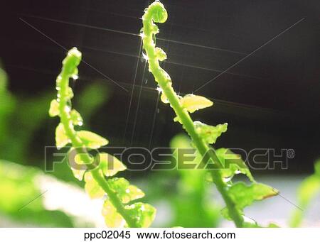 Stock Photography - stem, spring, nature, dew, plant, 0044. Fotosearch