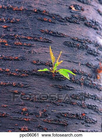 Stock Image - tree, bark of a tree, bark, spring, spring, sprout. Fotosearch