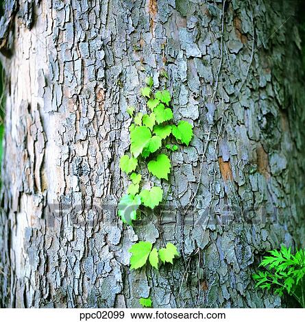 Stock Photo - tree, bark of a tree, bark, vine, ivy, vine, wall. Fotosearch