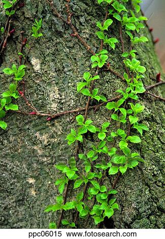 tree, bark of a tree, bark, vine, ivy, vine, vine View Large Photo Image Stock Photography - tree, bark of a tree, bark, vine, ivy, vine, vine. Fotosearch