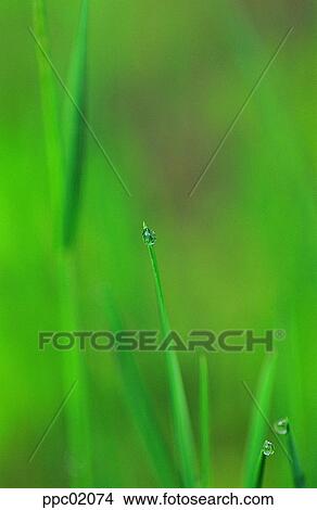 tree, leaf, leaves, plant, leaf, leaves, nature View Large Photo Image Picture - tree, leaf, leaves, plant, leaf, leaves, nature. Fotosearch