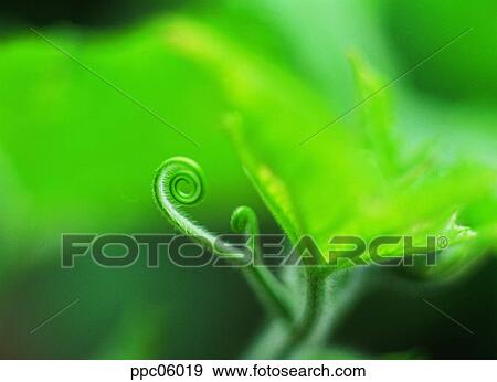 Stock Photo - vine, ivy, spring, plant, nature, stem. Fotosearch