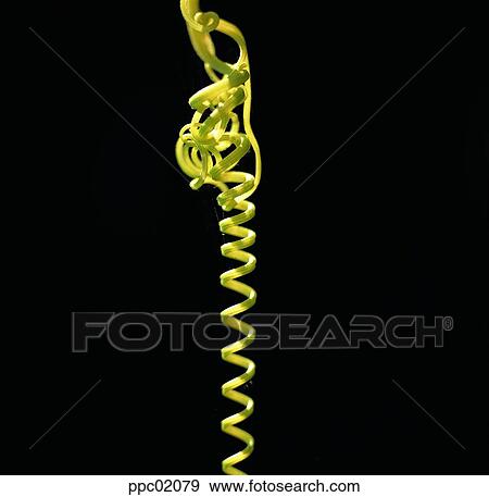 Stock Photo - vine, ivy, spring, spring, plant, stem. Fotosearch