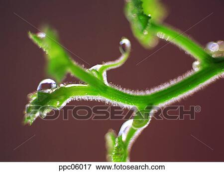 Stock Photo - vine, ivy, vine, spring, plant, stem. Fotosearch