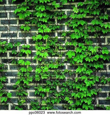 vine, ivy, vine, wall, wall, wall, vine View Large Photo Image Stock Image - vine, ivy, vine, wall, wall, wall, vine. Fotosearch