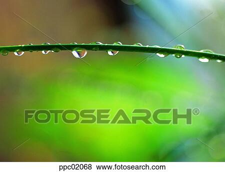 Stock Photo - water drop, spring, plant, dew, dew, nature. Fotosearch